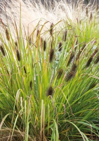 1PENNISETUM alopecuroides Black Beauty5